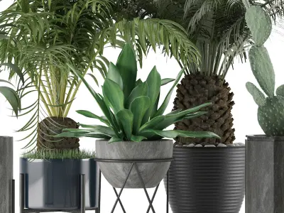 Plants Collection 23 3D model