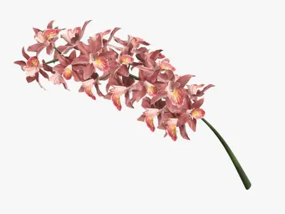 Branch with flowers orchid 3D model