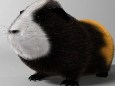 Guinea pig  Cavia porcellus Rigged Low-poly 3D model