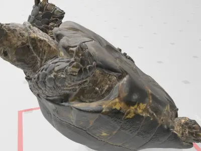 Tortois turtle 3D model