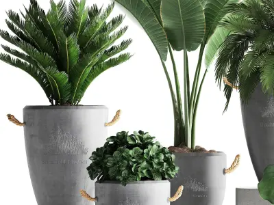 Collection Exotic plants 381 3D model