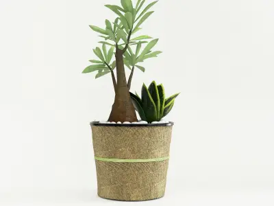 Decor Dish Planter 3D model