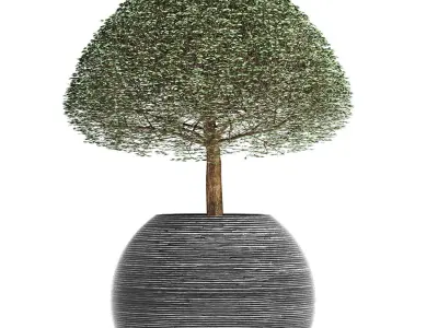 Plants Collection 176 Ligustrum Lucidum 3D model