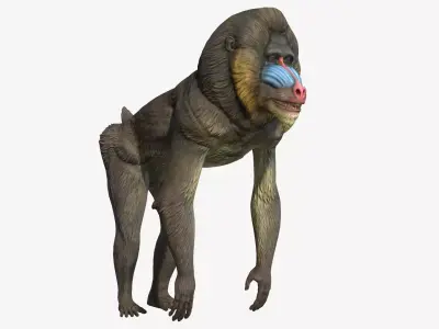 Mandrill Low-poly 3D model