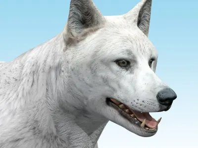 Wolf White Arctic  3D model