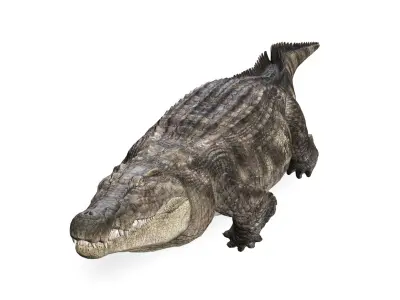 Crocodile RIGGED ALLIGATOR 3D PRINTABLE LIZARD Low-poly 3D model
