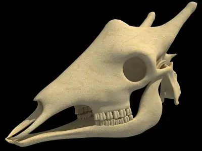 Full Giraffe Skull 3D model