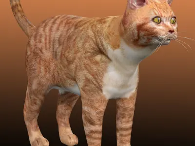 Orange Cat 3D model