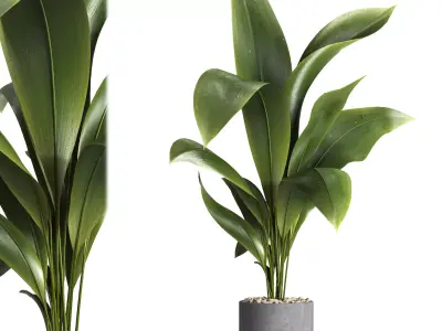 indoor plant 027 3D model