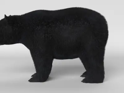 Black Bear 3D model