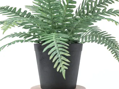 Plant collection 3 two potted plants 3D model