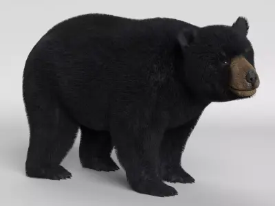 Black Bear Animated 3D model