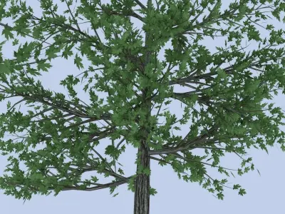 Maple tree Free low-poly 3D model