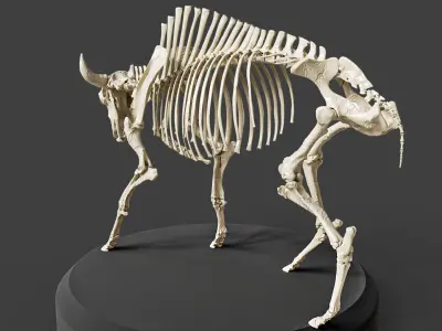 Realistic Bison Skeleton 3D model