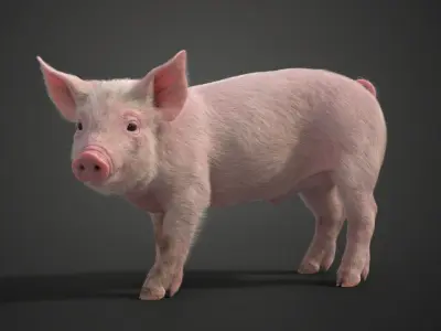 Piggy with 2 Animations  VFX Grace 3D model