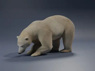 Polar Bear 3D model 2
