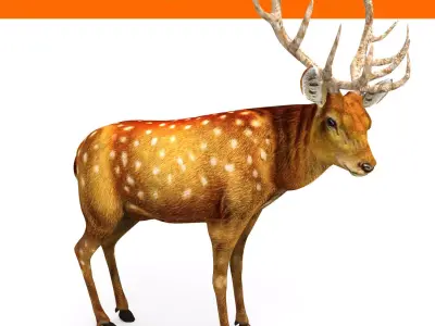 Deer rigged animated Model 3D Low-poly 3D model