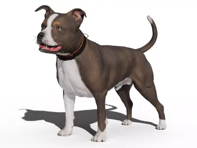 Pitbull Low-poly 3D model