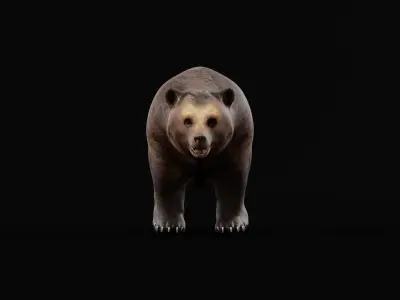 Grizzly Brown Bear 3D model