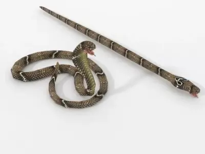  Cobra Snake Low-poly 3D model