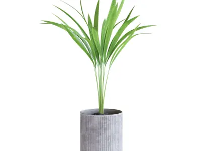 Areca Palm 3D model