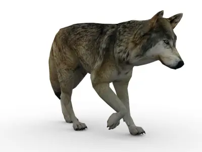 Timber Wolf Animated Low-poly 3D model