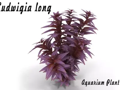 Ludwigia long 3D model