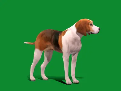 American Foxhound Dog Low-poly 3D model