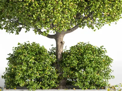 Outdoor Plants tree 09 3D model