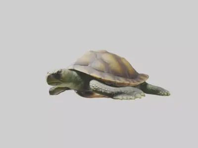 Lying Turtle Model 1 Low-poly 3D model