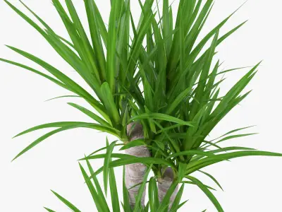 Yucca Elephantipes Potted Plant - Palm Tree 3D model