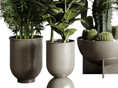 indoor plant ravenala  rubbery palm bamboo cactus concrete dirt  3D model