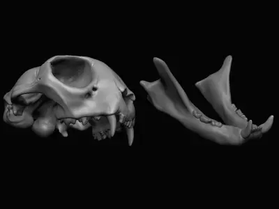 Cat Skull  3D model purchase
