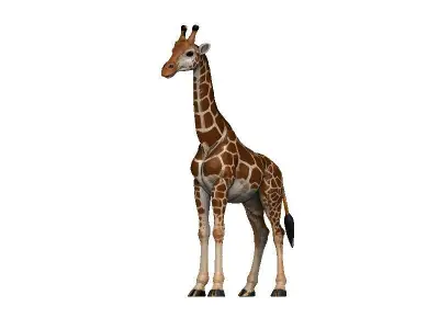 Giraffe Low-poly 3D model 15