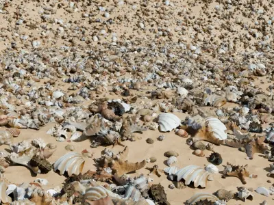 Sea shells Collection Bundle