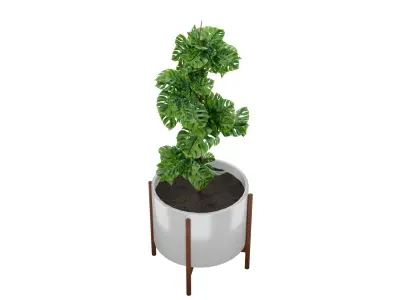 Potted Indoor Plant 3D Model 3D model