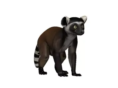 Lemur Low-poly 3D model