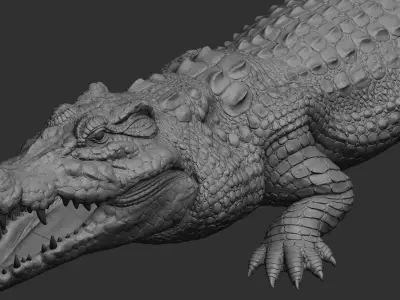 Hight detailed crocodile model 3D model