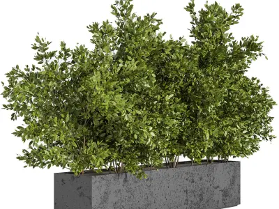 Outdoor Plants Tree in Concrete Box 02 3D model