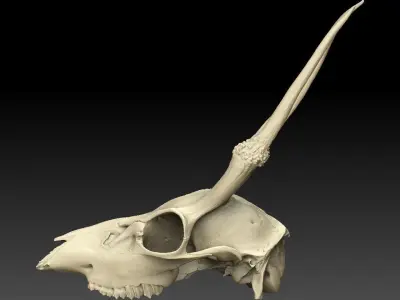 Mountain Goat Skull 3D model