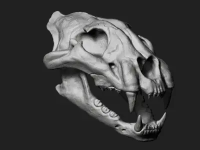 Cheetah Skull 3D model purchase