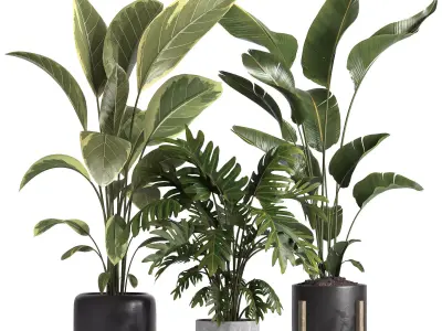 indoor plant 043 3D model