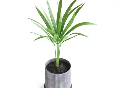 Areca Palm 3D model