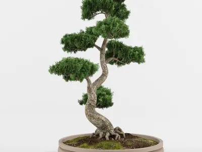 Bonsai tree 01 3D model