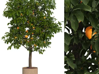 Lemon tree 3D model