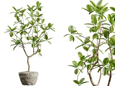 AV HousePlants Japandi Minimalism Ficus Dracaena Marginata08 3D model