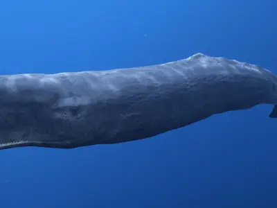 Sperm Whale 3D model