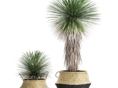 Yucca rostrata in a flowerpot for the interior 1015 3D model