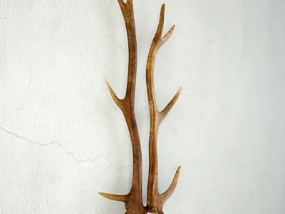 Natural Shed Deer Antlers 3D model