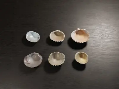 Sea shells collection Vol 2 Low-poly 3D model